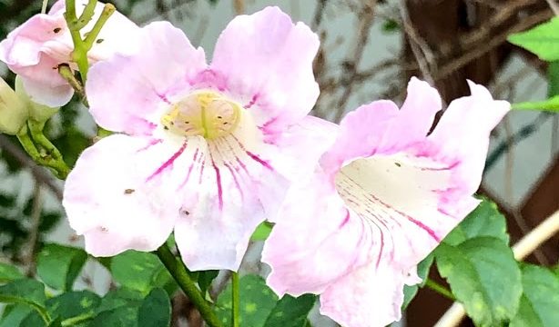 ノウゼンカズラ おかあの手抜き日記
