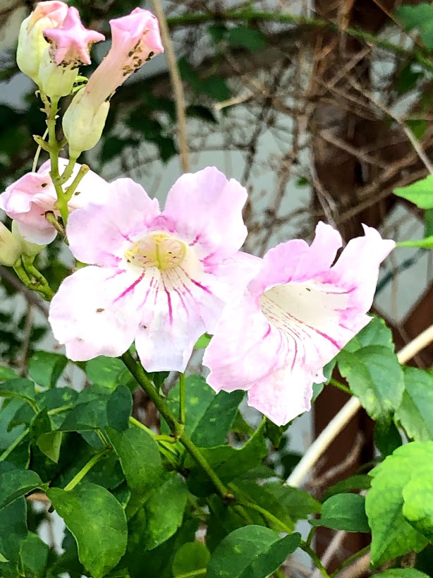 ノウゼンカズラ おかあの手抜き日記