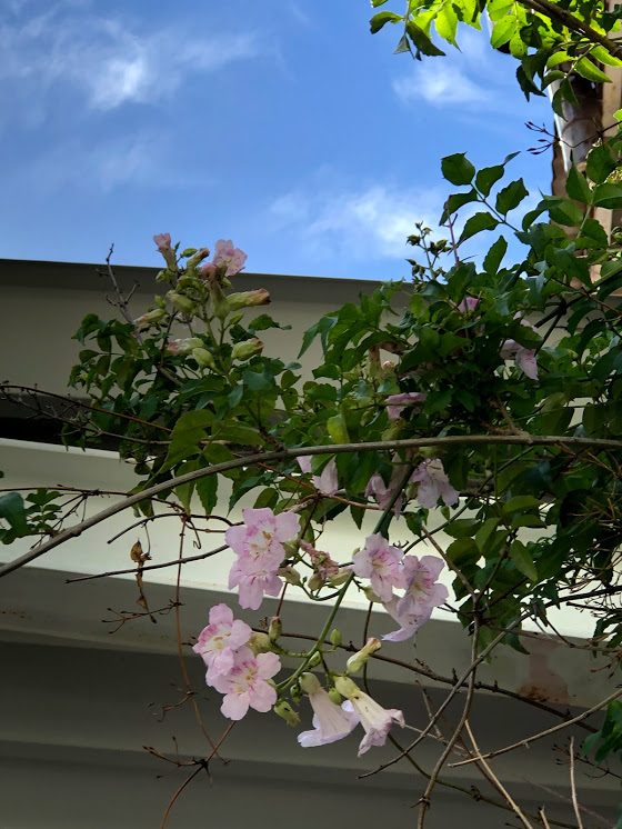 ノウゼンカズラ おかあの手抜き日記