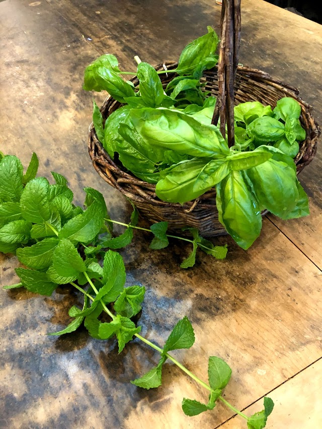 ミントとバジルの収穫｜おかあの手抜き日記